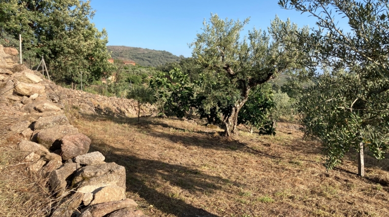 Cáceres - Aldeanueva de la Vera - 1750m2