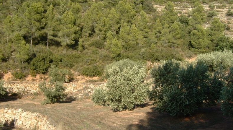 Tarragona - Benifallet - 40000m2