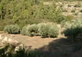 Finca rústica en venta en la Finca Ritxé, Benifallet, ref: TR81341 foto