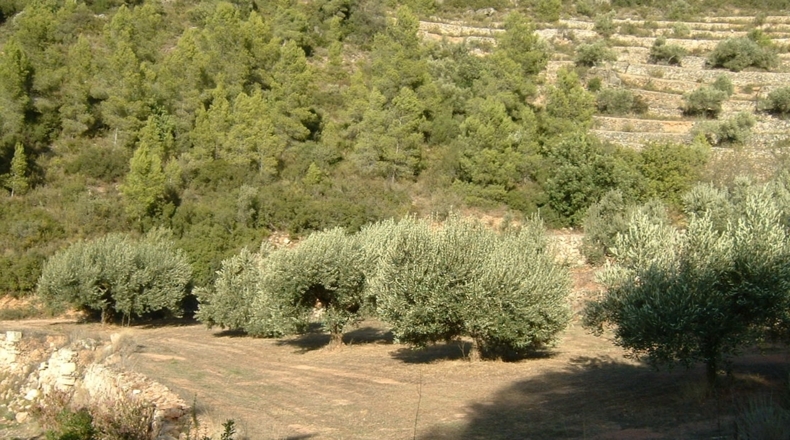 Tarragona - Benifallet - 40000m2