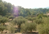 Finca rústica en venta en la Finca Ritxé, Benifallet, ref: TR81341 foto