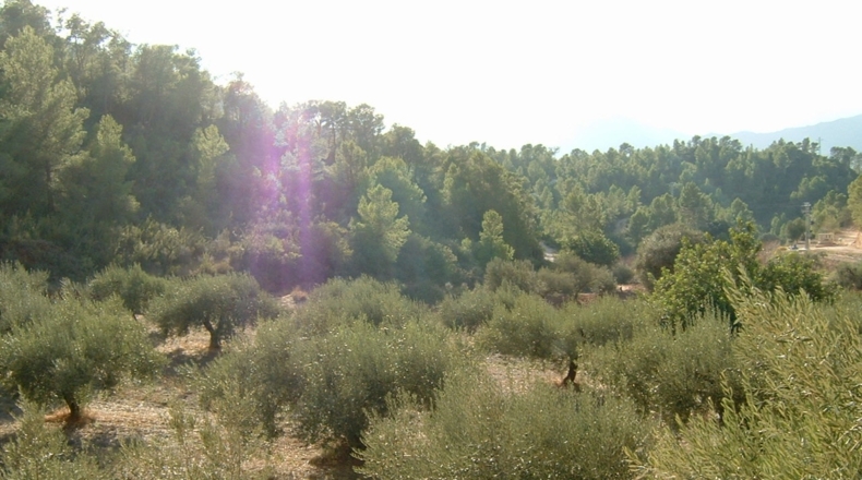Tarragona - Benifallet - 40000m2