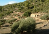 Finca rústica en venta en la Finca Ritxé, Benifallet, ref: TR81341 foto