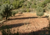 Finca rústica en venta en la Finca Ritxé, Benifallet, ref: TR81341 foto