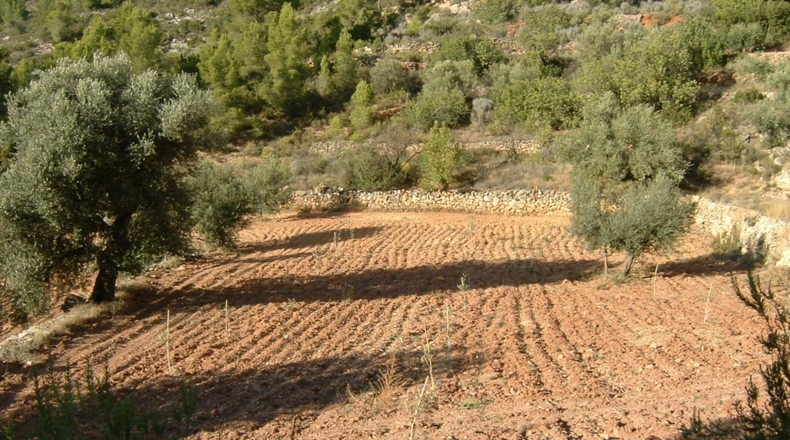 Tarragona - Benifallet - 40000m2