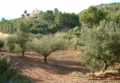 Finca rústica en venta en la Finca Ritxé, Benifallet, ref: TR81341 foto