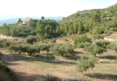 Finca rústica en venta en la Finca Ritxé, Benifallet, ref: TR81341 foto