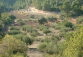 Finca rústica en venta en la Finca Ritxé, Benifallet, ref: TR81341 foto