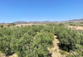 Rural estate for sale on El Cocón, ref: TR81349 photo