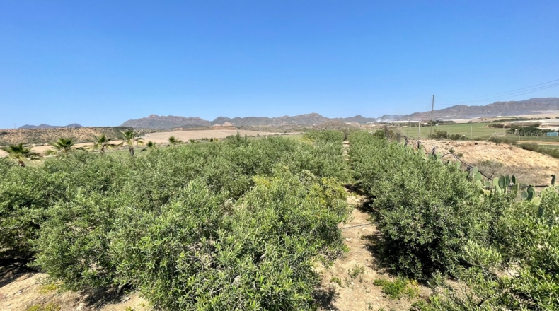 Murcia - El Cocón - 8000m2