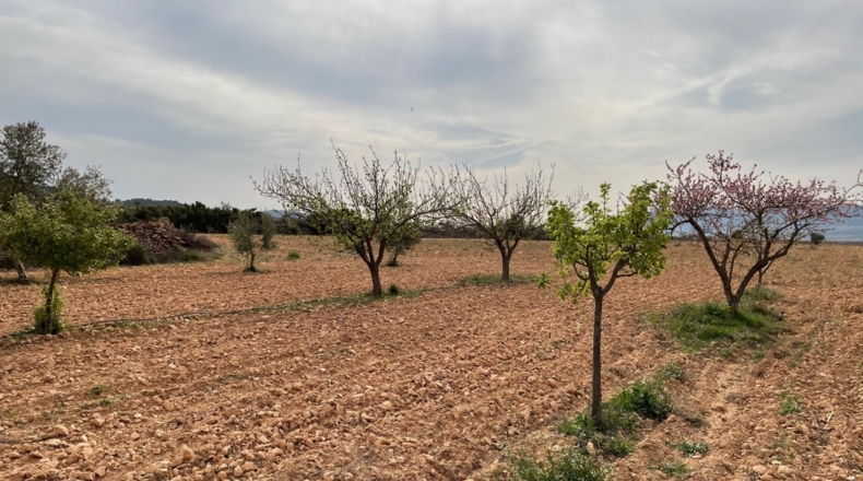 Murcia - Yecla - 62100m2