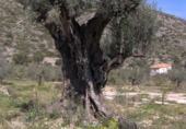 Non-developable land for sale on Carrer Salamanca, La Llosa de Camacho, ref: TR81744 photo