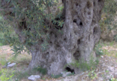 Non-developable land for sale on Carrer Salamanca, La Llosa de Camacho, ref: TR81744 photo