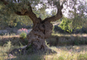 Non-developable land for sale on Carrer Salamanca, La Llosa de Camacho, ref: TR81744 photo