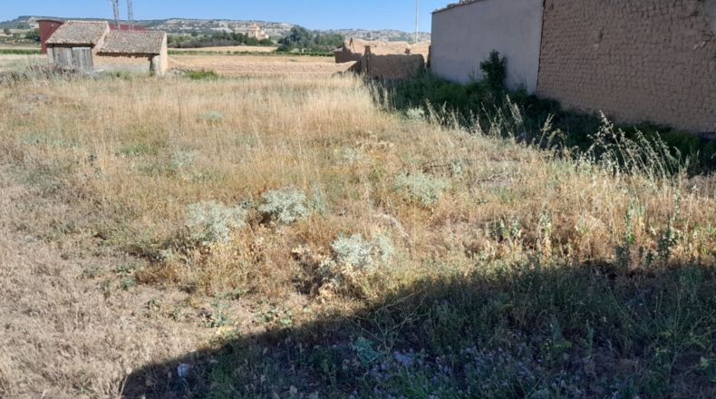 Valladolid - Pesquera de Duero - 1552m2