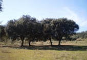 Non-developable land for sale on Torrequebrada, Badajoz, ref: TR87134 photo