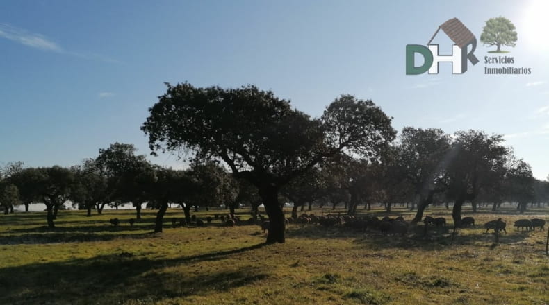 Cáceres - Cáceres - 7000000m2