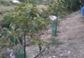 Finca rústica en venda a la Camino de Frigiliana, Frigiliana, ref.: TR86147 foto