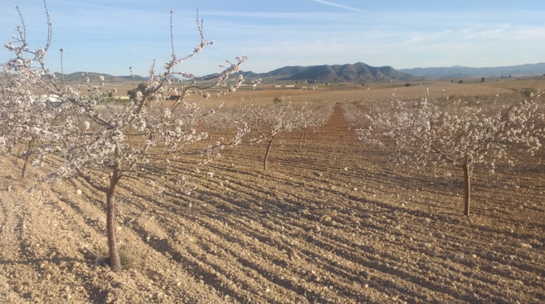 Murcia - Zarcilla de Ramos - 150000m2