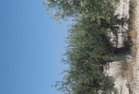 Zarcilla de Ramos 150000&nbsp;m²