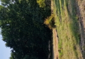 Land suitable for development for sale on O Covelo, ref: TR87086 photo