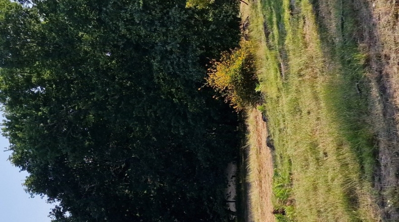 Orense - O Covelo - 8600m2