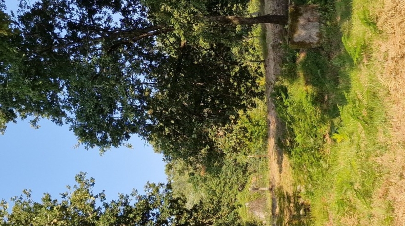 Orense - O Covelo - 8600m2