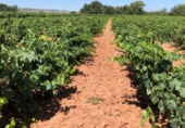 Non-developable land for sale on Camino de Uruñuela a Torremontalbo, Cenicero, ref: TR87493 photo