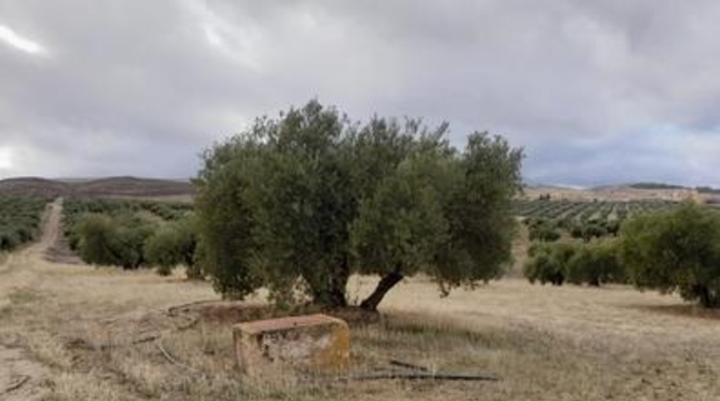 Granada - Escúzar - 23000m2