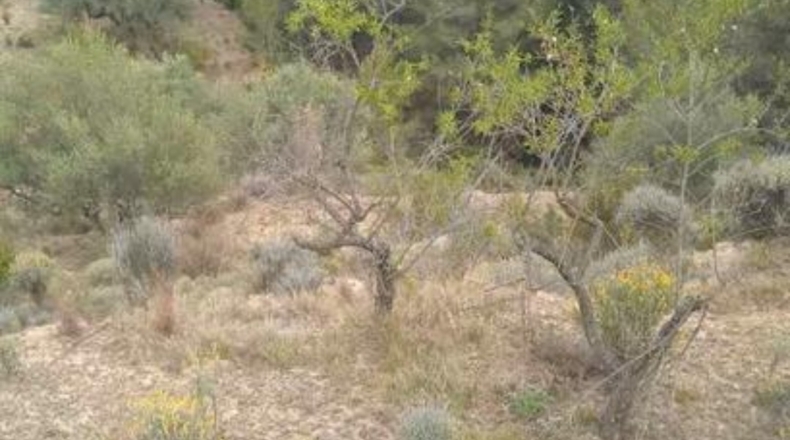 Castellón - Ludiente - 9939m2