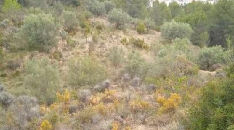 Castellón - Ludiente - 9939m2