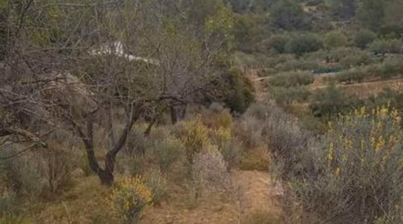 Castellón - Ludiente - 9939m2