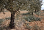 Non-developable land for sale on los Marañales, Villatobas, ref: TR89357 photo