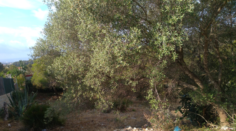 Tarragona - el Vendrell - 858m2