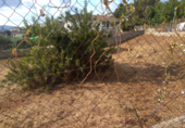 Parcel·la urbanitzable en venda a la Carrer de la Malva, el Vendrell, ref.: TR89645 foto