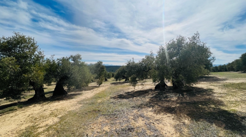 Jaén - Úbeda - 96661m2