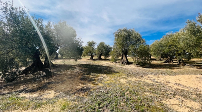 Jaén - Úbeda - 96661m2