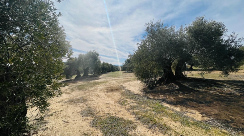 Jaén - Úbeda - 96661m2