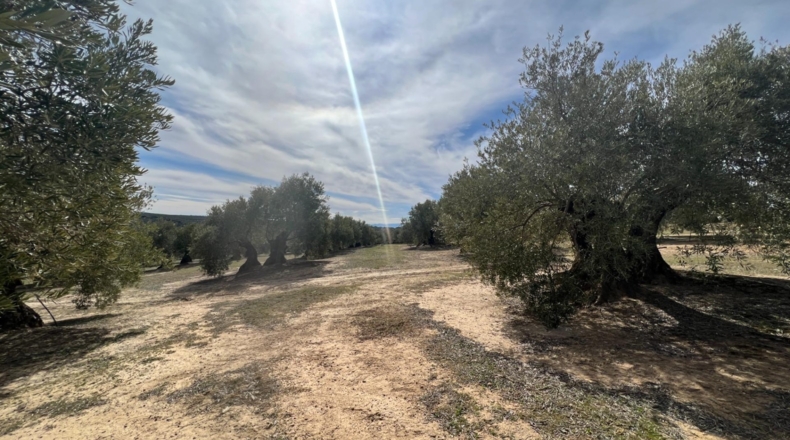 Jaén - Úbeda - 96661m2