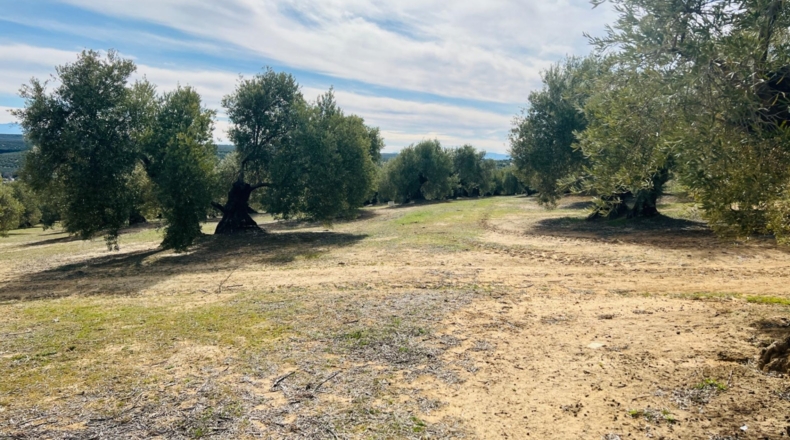 Jaén - Úbeda - 96661m2