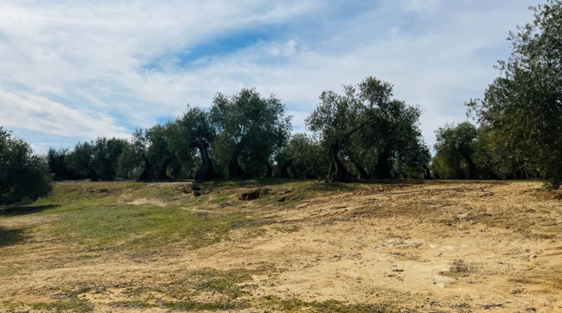 Jaén - Úbeda - 96661m2