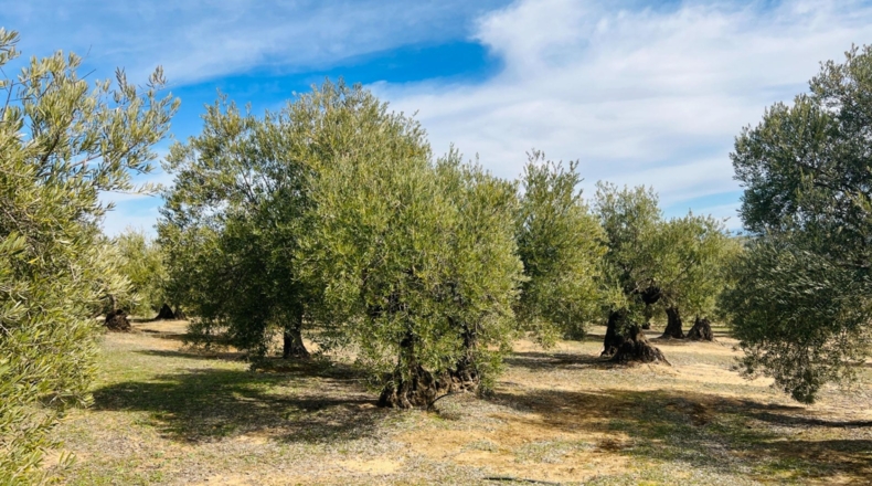 Jaén - Úbeda - 96661m2