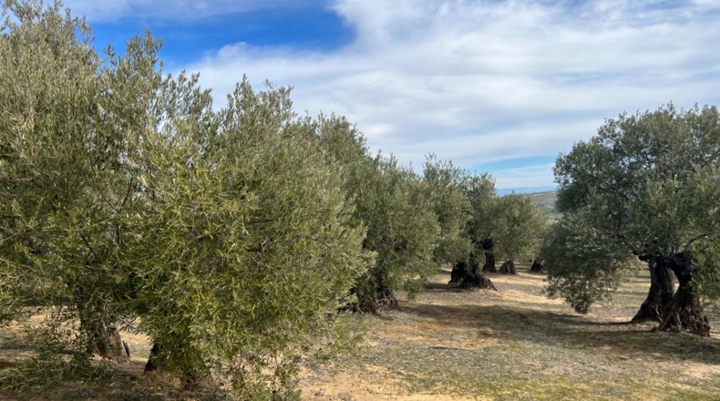 Jaén - Úbeda - 96661m2