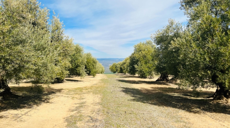 Jaén - Úbeda - 96661m2