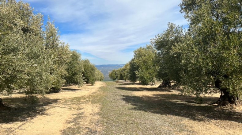 Jaén - Úbeda - 96661m2