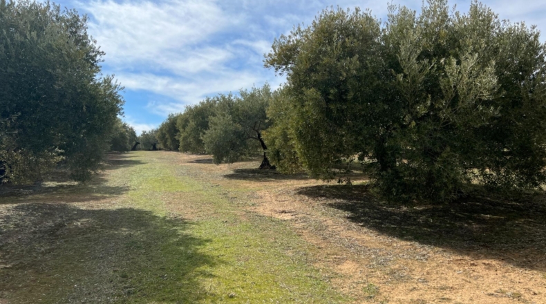 Jaén - Úbeda - 96661m2