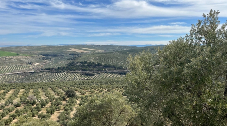 Jaén - Úbeda - 96661m2