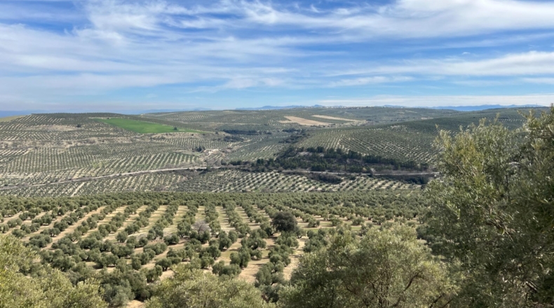 Jaén - Úbeda - 96661m2