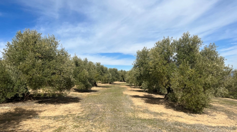 Jaén - Úbeda - 96661m2