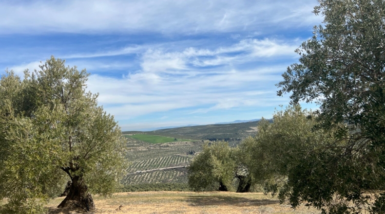 Jaén - Úbeda - 96661m2